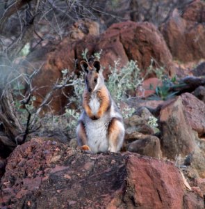 Yellow-footed rock wallaby II photo