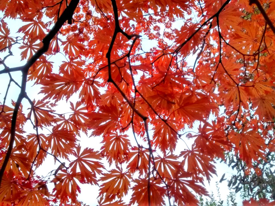 IMG 20151029 164457811 HDR