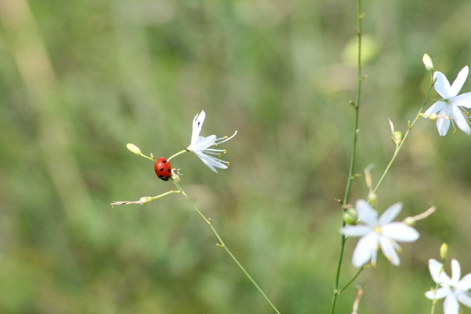 Meadow grass animal