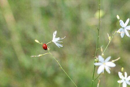 Meadow grass animal photo