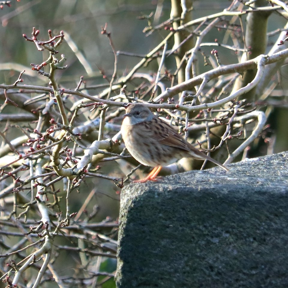 The Humble Dunnock
