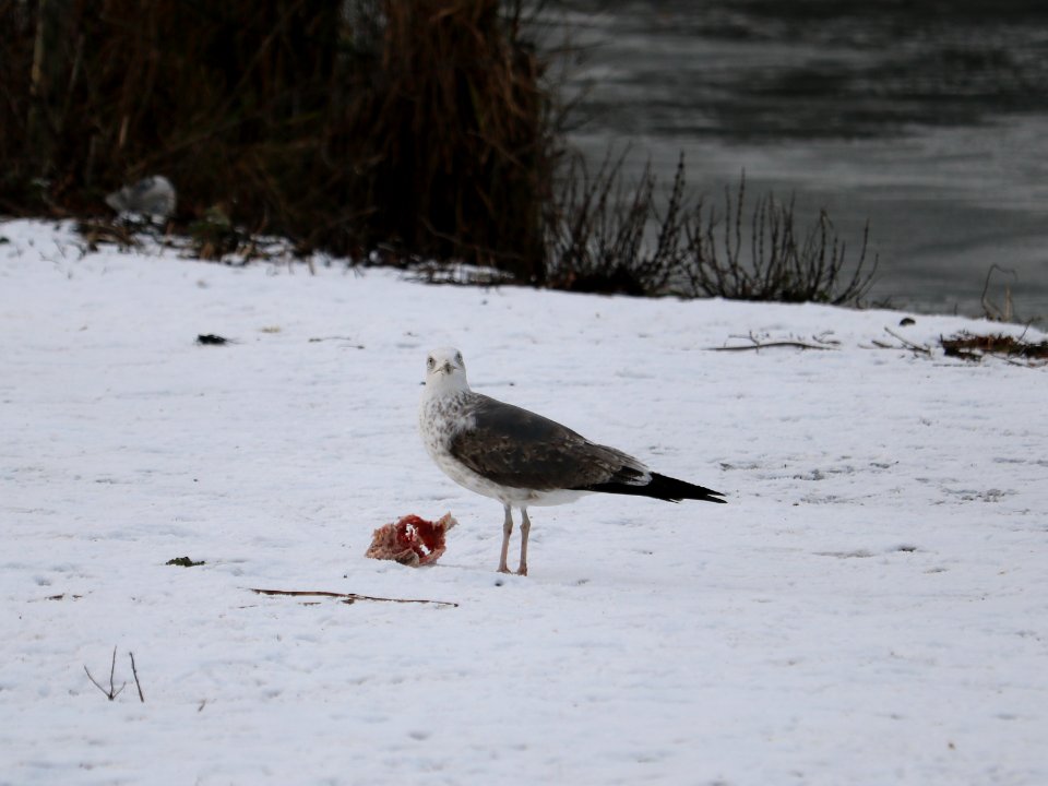 SWT Westport Lake. 31/01/2019
