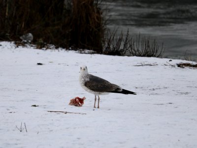 SWT Westport Lake. 31/01/2019 photo