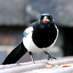 Peanut with a Magpie photo