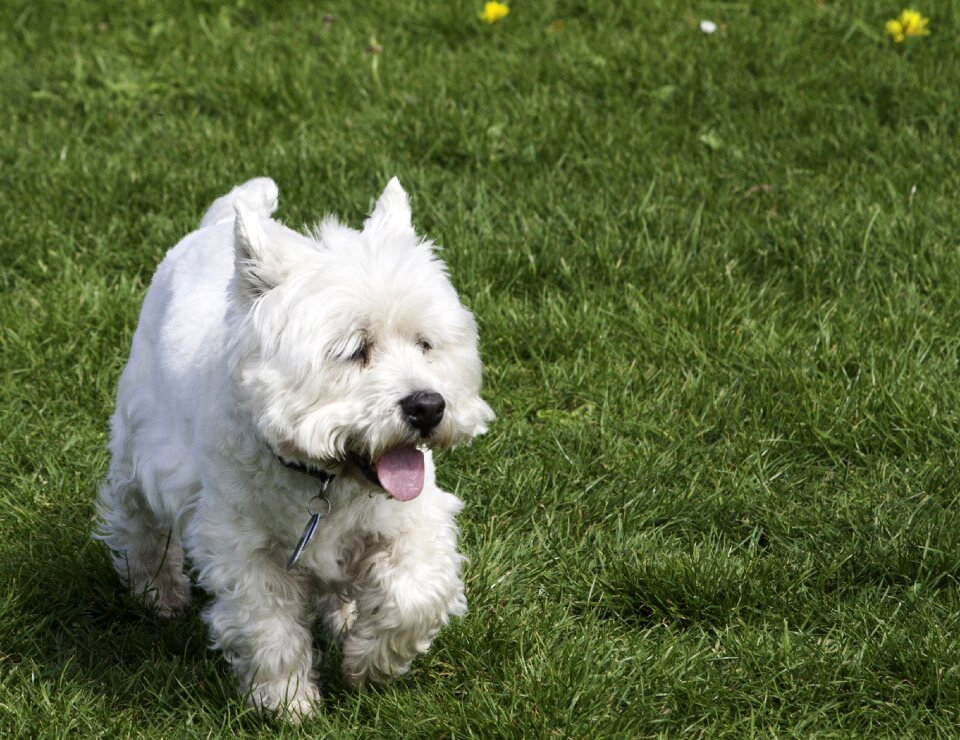 White terrier westie