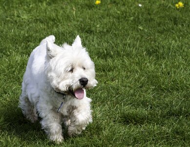 White terrier westie