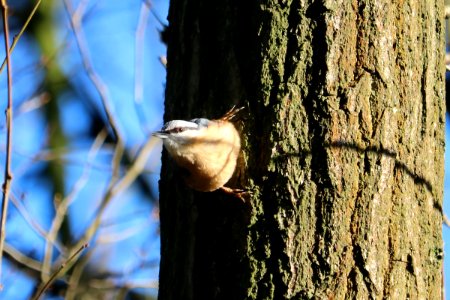 Nuthatch photo