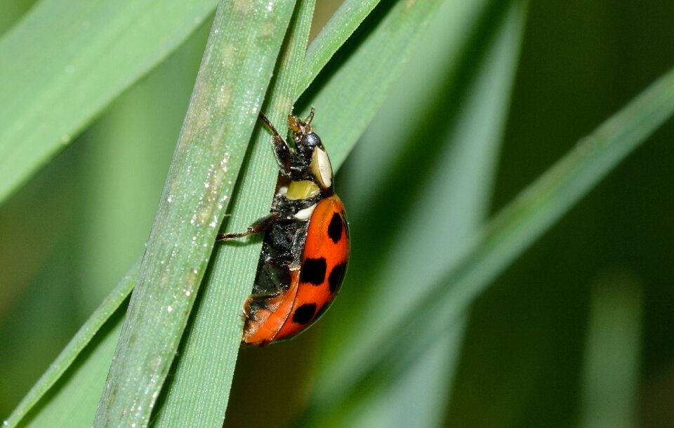 Insects beetles hippodamia