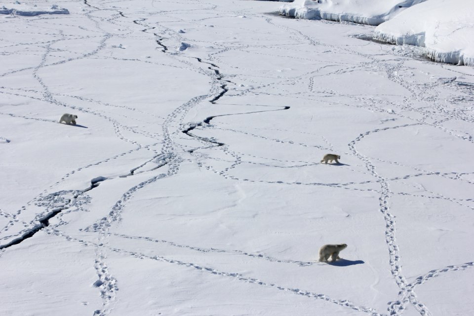 Polar bears traverse ice
