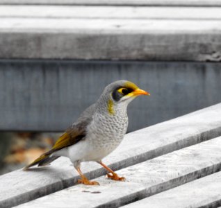 Yellow-throated miner photo