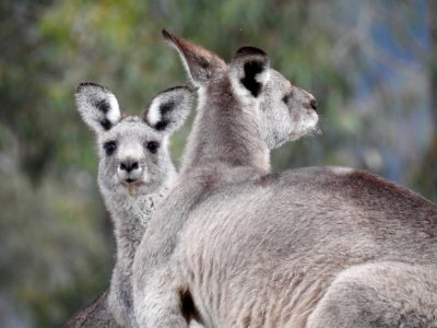 Eastern grey kangaroos photo