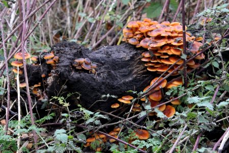 Fungi photo