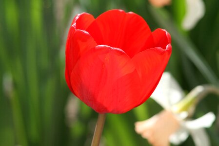 Flower tulip red photo