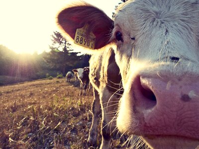 Cattle farm animals agriculture photo