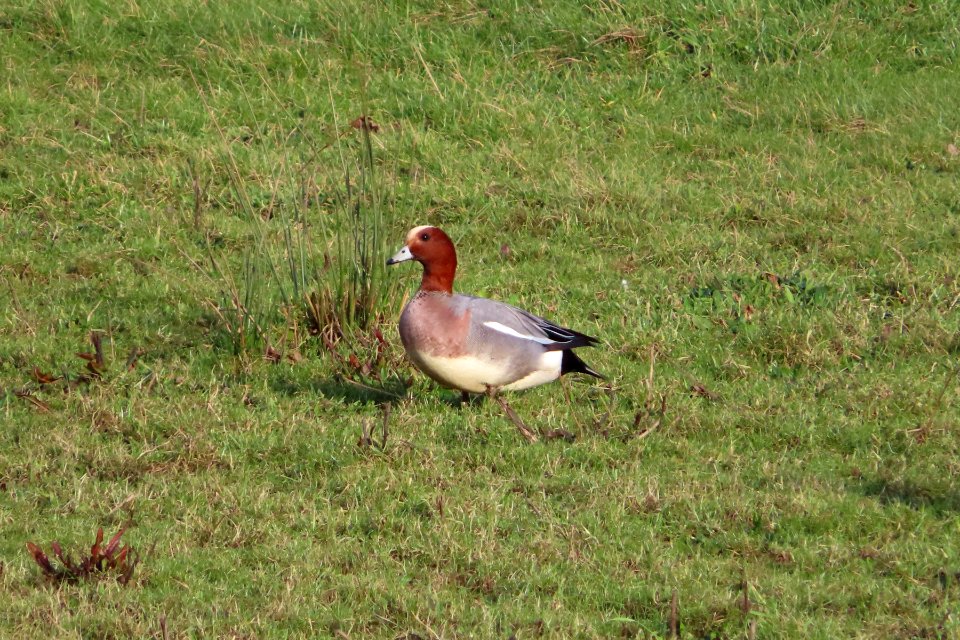 Male Eurasian Wigeon