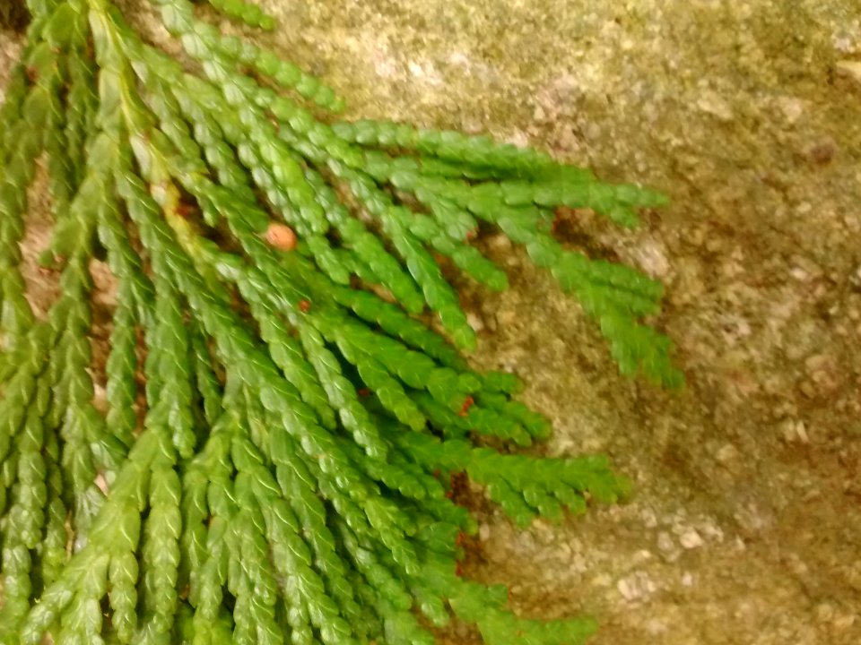 IMG 20151106 100104259