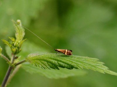 Nemophora degeerella