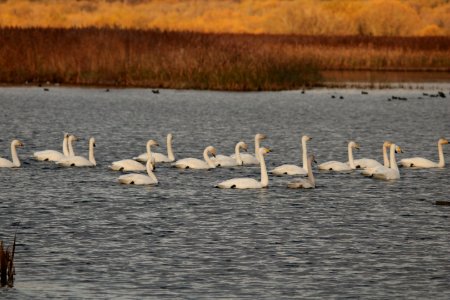 Whooper Swans photo