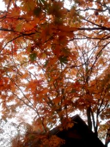 IMG 20151106 110515450