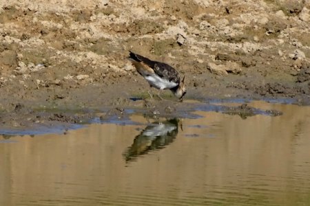 Lapwing 03 photo