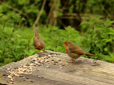 Red Breasts photo