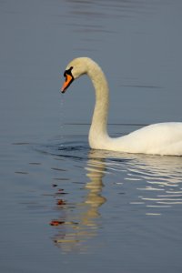 Dripping Swan. photo