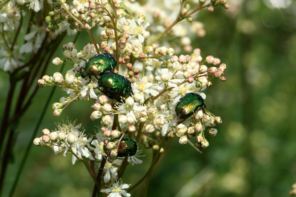 Aurata insect bugs