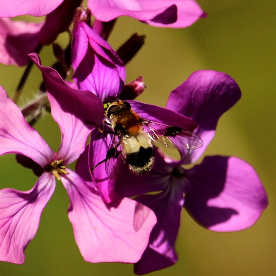 Pellucid Fly - Volucella pellucens