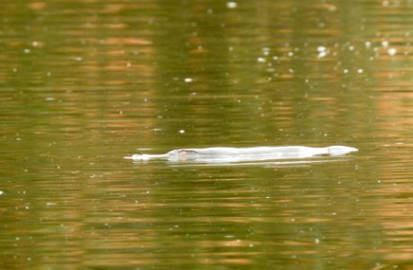 Platypus