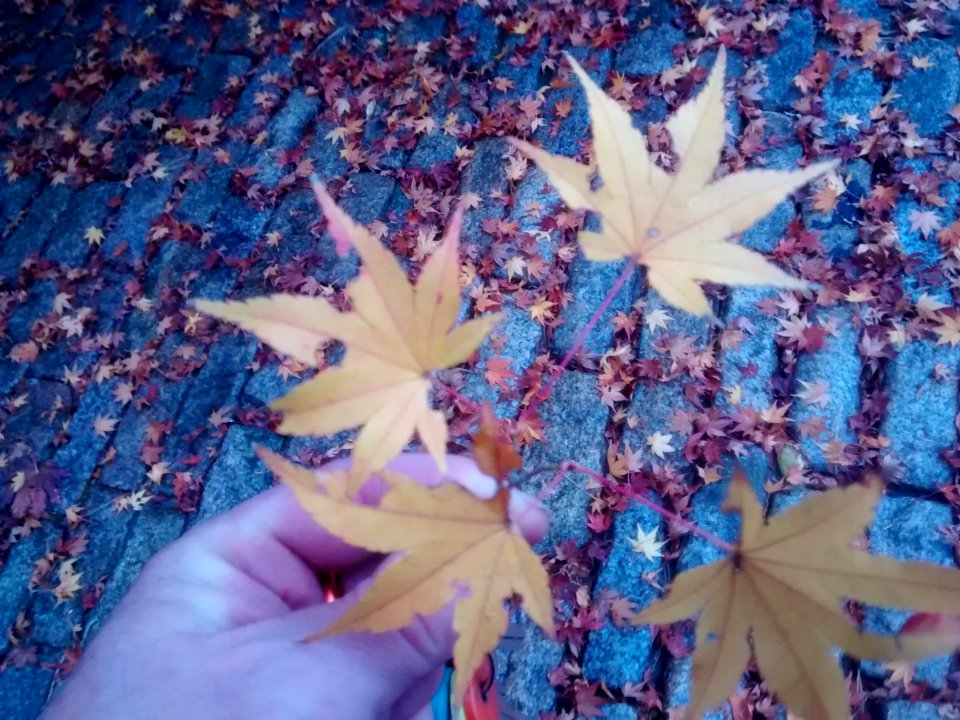 IMG 20151106 110109323