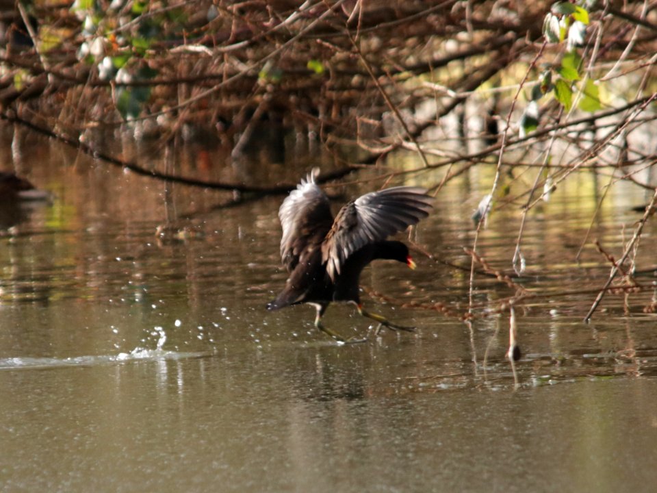 Ice-breaking Moorhen.