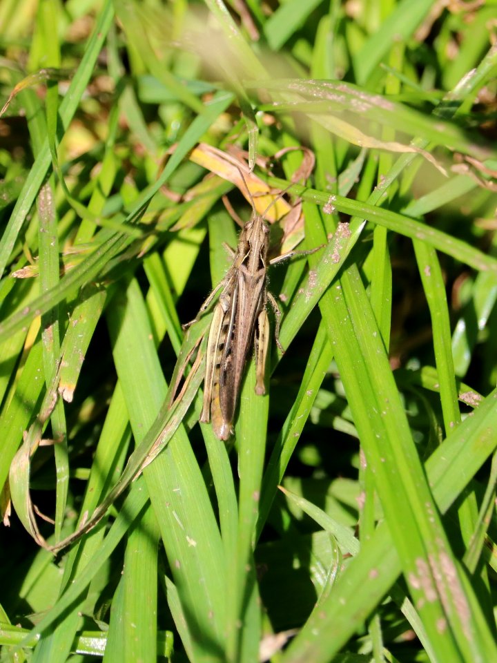 Grasshopper. (Probably  Chorthippus brunneus)
