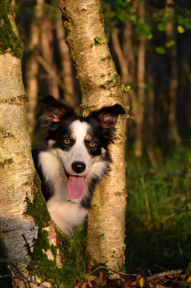 Forest border collie sun photo