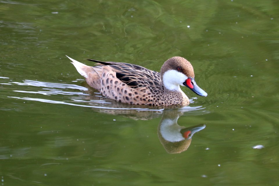 White Cheeked Pintail