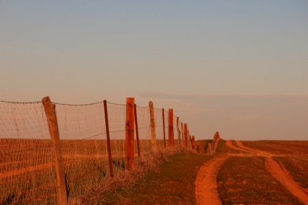 Dingo-proof fence