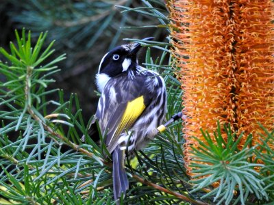 New Holland honeyeater