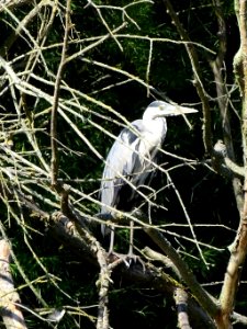 Tree Heron photo