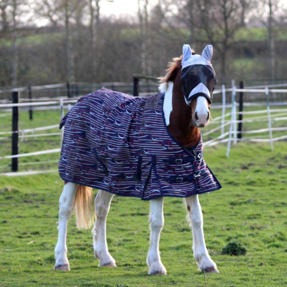 Dick Turpin's Horse?