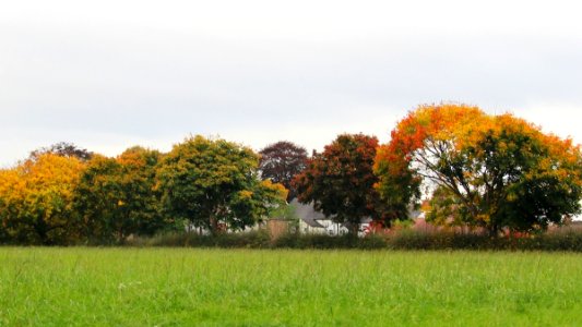 Autumn Colours photo