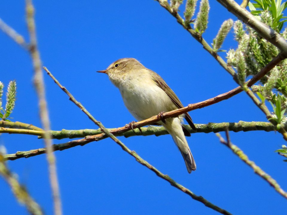 Chiffchaff photo