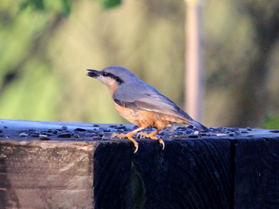 Nuthatch