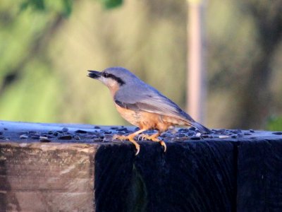 Nuthatch photo