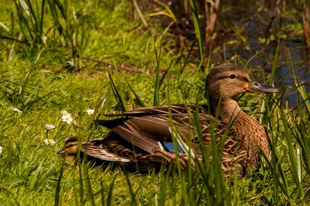 Bird mallard animals photo