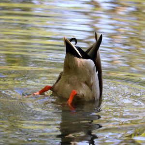 A Ducking Duck. photo