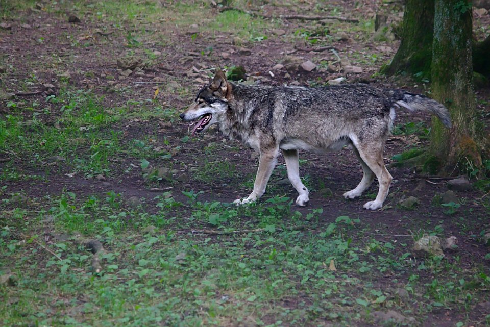 Loup - Wolf