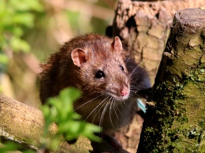 Roland Rodent