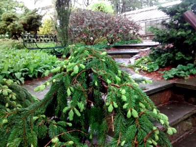 Bed11WeepingSpruce2