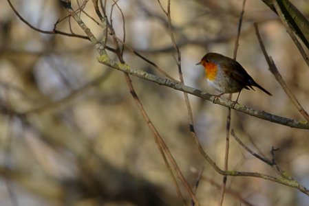 Rouge gorge