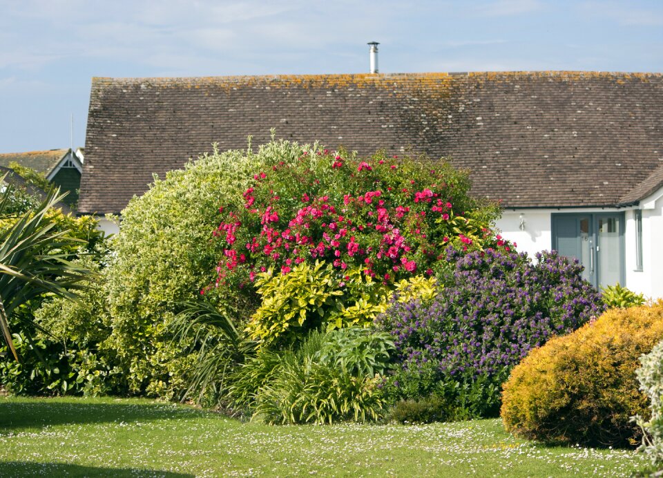 Bush shrubs plants