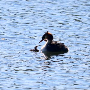 Great Crested Grebe with Chicks. photo